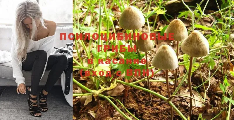 Галлюциногенные грибы Psilocybe  купить наркотики сайты  Кулебаки 